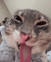 zesty-cat-niklas.gif