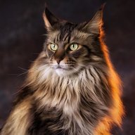 Amur_Tigro