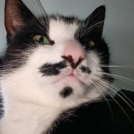Botirl