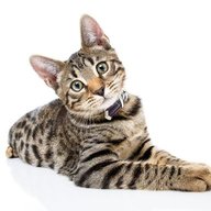 Fengullet