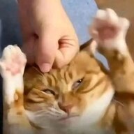 Kōmachi-nya