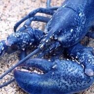 BlueLobster