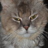 Gupron