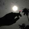NocturnaLucifera