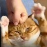 Kōmachi-nya