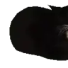 Katzen the archivist