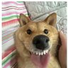 sSayWoof