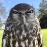 Achara69