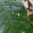 Junglelava