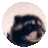 Speransia