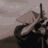 TeamOziliteapk