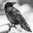 Ravencrow4243